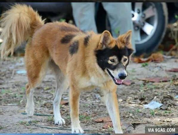 Những con boss có bộ lông mặt siêu hài và siêu dị, đẹp tự nhiên không cần dao kéo
